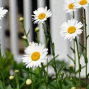 Krysteline and Edward's wedding 173 Carlyle House Historic Downtown Norcross Krysteline and Edward's wedding 173 Carlyle House Historic Downtown Norcross