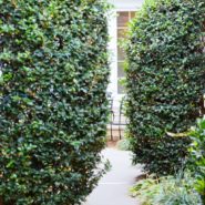 Katie and Michael's wedding 173 Carlyle House Historic Downtown Norcross Katie and Michael's wedding 173 Carlyle House Historic Downtown Norcross