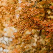 Jessica and Tim's Wedding 173 Carlyle House Historic Downtown Norcross Jessica and Tim's Wedding 173 Carlyle House Historic Downtown Norcross