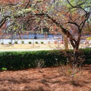 Joy and Jake's Wedding 173 Carlyle House Historic Downtown Norcross Joy and Jake's Wedding 173 Carlyle House Historic Downtown Norcross