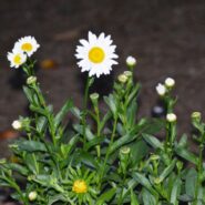 Brenda and George's Wedding 173 Carlyle House Historic Downtown Norcross Brenda and George's Wedding 173 Carlyle House Historic Downtown Norcross