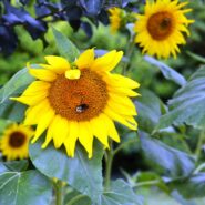 Rebekah and Ethan's Rehearsal Dinner 173 Carlyle House Historic Downtown Norcross Rebekah and Ethan's Rehearsal Dinner 173 Carlyle House Historic Downtown Norcross