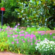 Rebekah and Ethan's Rehearsal Dinner 173 Carlyle House Historic Downtown Norcross Rebekah and Ethan's Rehearsal Dinner 173 Carlyle House Historic Downtown Norcross