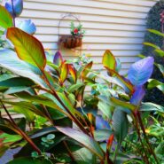 Sam and David's Rehearsal Dinner 173 Carlyle House Historic Downtown Norcross Sam and David's Rehearsal Dinner 173 Carlyle House Historic Downtown Norcross