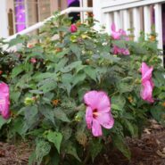 Kristen and Madison's wedding 173 Carlyle House Historic Downtown Norcross Kristen and Madison's wedding 173 Carlyle House Historic Downtown Norcross