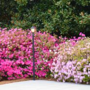 Sarah and Waylon's Wedding 173 Carlyle House Historic Downtown Norcross Sarah and Waylon's Wedding 173 Carlyle House Historic Downtown Norcross