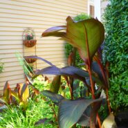 Sheena and Joshua's Wedding 173 Carlyle House Historic Downtown Norcross Sheena and Joshua's Wedding 173 Carlyle House Historic Downtown Norcross