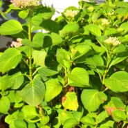 Sheena and Joshua's Wedding 173 Carlyle House Historic Downtown Norcross Sheena and Joshua's Wedding 173 Carlyle House Historic Downtown Norcross