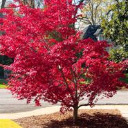 Holiday Parties 2022 173 Carlyle House Historic Downtown Norcross Holiday Parties 2022 173 Carlyle House Historic Downtown Norcross